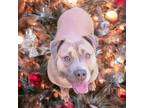 Adopt ESTER a Mountain Cur, American Staffordshire Terrier