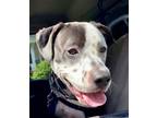 Adopt Betty a Black Labrador Retriever, Pit Bull Terrier