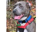 Adopt Bella (fka S'More) a Pit Bull Terrier, Labrador Retriever