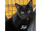 Adopt Jiji (sweet, quiet girl who loves to be petted) a Domestic Short Hair