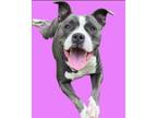 Adopt Millie a Pit Bull Terrier, American Staffordshire Terrier