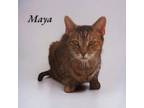 Adopt Maya a Domestic Short Hair
