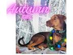 Adopt Autumn a Redbone Coonhound