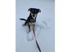 Adopt Hooka a Mixed Breed