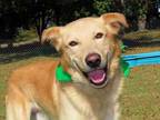 Adopt Tyler 6853 a Yellow Labrador Retriever, Collie