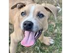 Adopt Tanner a Pit Bull Terrier, Mixed Breed