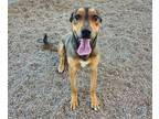 Adopt ROSCO a Labrador Retriever, Rottweiler