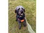 Adopt Wally Bear a Chesapeake Bay Retriever, Poodle