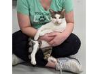 Adopt Alexei a Domestic Short Hair, Tabby