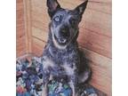 Adopt Hudson a Australian Cattle Dog / Blue Heeler