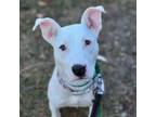 Adopt Nelson a Pit Bull Terrier