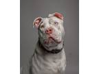 Adopt Pluto a American Staffordshire Terrier