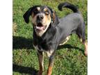 Adopt Pluto a Black and Tan Coonhound, Hound