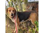 Adopt Wayland a Hound