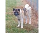 Adopt Bear a Akita