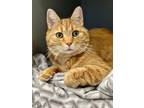 Adopt Charlie a Domestic Short Hair