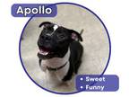 Adopt Apollo a Pit Bull Terrier