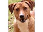 Adopt Redford HAC 23 a Australian Cattle Dog / Blue Heeler