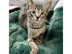 Adopt Danior a Tabby, Domestic Short Hair