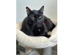 Adopt Honeydew a Domestic Short Hair