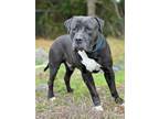 Adopt Bam-Bam a Cane Corso, Pit Bull Terrier