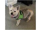 Adopt DON DIEGO in CA a Cairn Terrier