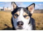 Adopt TROUT a Husky