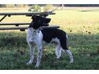 Adopt KODA -9months Neuter Contract Required $75 a Akita, German Shepherd Dog