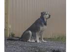 Adopt Bandit a Labrador Retriever, Husky