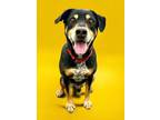 Adopt Guinness a Black and Tan Coonhound, Mixed Breed