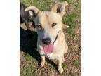 Adopt Bingo a Retriever, Australian Shepherd