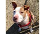 Adopt Moose a American Staffordshire Terrier