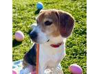 Adopt Walle a Beagle