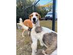 Adopt PIEROGI a American Foxhound, Labrador Retriever