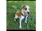 Adopt Puppuccino a Pit Bull Terrier, Mixed Breed