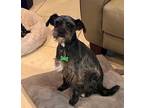 Adopt Greyson a Schnauzer