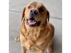 Adopt Gunner a Yellow Labrador Retriever, Mixed Breed