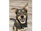 Adopt Loki a German Shepherd Dog, Australian Cattle Dog / Blue Heeler