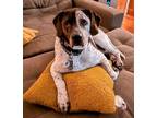 Adopt Solo a Treeing Walker Coonhound, Mixed Breed