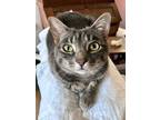 Adopt Bungee (amazing, smart, curious) a Domestic Short Hair