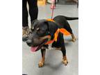 Adopt Costello a Rottweiler