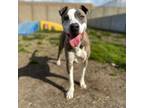 Adopt Ethan (REDUCED FEE) a Pit Bull Terrier