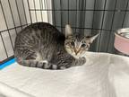 Adopt Boots a American Shorthair