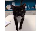 Adopt Brady a Domestic Short Hair