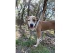 Adopt Frankie a Pit Bull Terrier