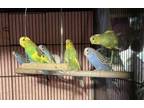 Adopt The Parakeet Party! a Parakeet (Other)