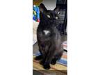 Adopt Baxter a All Black Domestic Shorthair (short coat) cat in Chicago