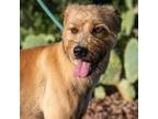 Adopt Maya JuM a Red/Golden/Orange/Chestnut Wheaten Terrier / Mixed Breed