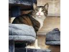 Adopt Radar a Orange or Red Tabby Domestic Shorthair / Mixed cat in Aurora