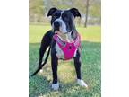 Adopt Myka a Black - with White American Pit Bull Terrier / Mixed dog in